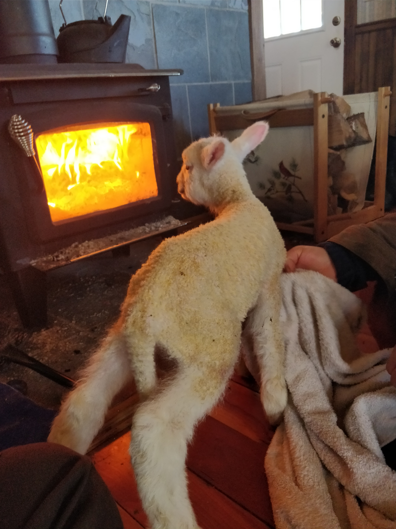 Illustration for article titled Fresh Lamb